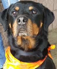 Medium Photo #1 Rottweiler Puppy For Sale in Hillsboro, NH, USA