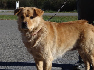 Mutt Dogs for adoption in Dublin, VA, USA