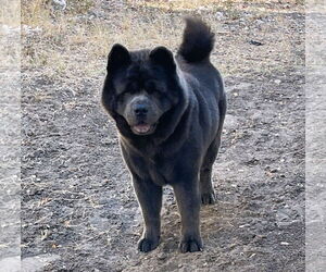 Medium Photo #2 Chow Chow Puppy For Sale in San Antonio, TX, USA