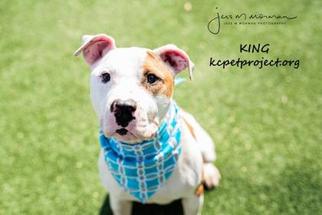 Medium Photo #1 American Bulldog-Unknown Mix Puppy For Sale in Kansas City, MO, USA