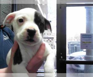 American Pit Bull Terrier-Unknown Mix Dogs for adoption in Tulsa, OK, USA