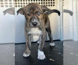 Dutch Shepherd -Unknown Mix Dogs for adoption in Woodland, CA, USA