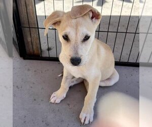 Basenji-Unknown Mix Dogs for adoption in San Diego, CA, USA