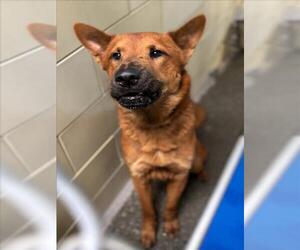 Chow Chow-German Shepherd Dog Mix Dogs for adoption in Woodland, CA, USA