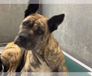 Boxer-Unknown Mix Dogs for adoption in Conroe, TX, USA