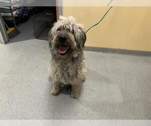 Polish Lowland Sheepdog-Unknown Mix Dogs for adoption in Orange, CA, USA