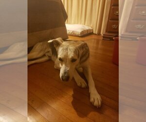 German Shepherd Dog-Unknown Mix Dogs for adoption in San Antonio, TX, USA