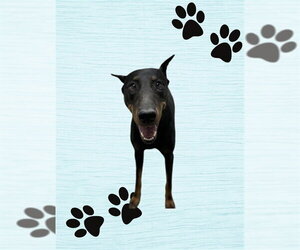 Doberman Pinscher Dogs for adoption in HESPERIA, CA, USA