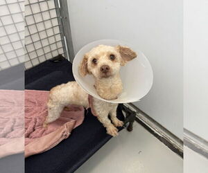 Poodle (Miniature)-Unknown Mix Dogs for adoption in Chico, CA, USA