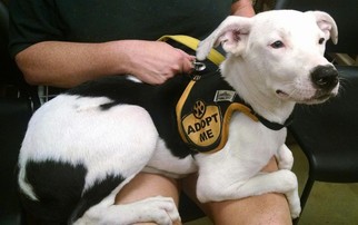 Medium Photo #1 American Bulldog-Labrador Retriever Mix Puppy For Sale in Pembroke, GA, USA