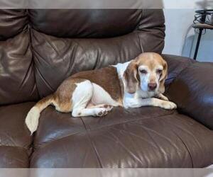 Beagle Dogs for adoption in Seven Valleys, PA, USA