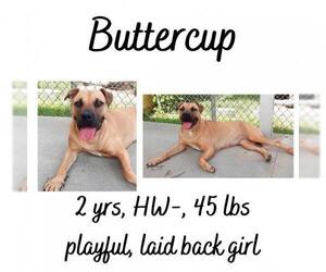 Black Mouth Cur Dogs for adoption in Albany, GA, USA