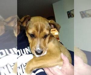 Jack-Rat Terrier Dogs for adoption in Lansing, MI, USA
