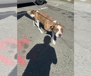 American Pit Bull Terrier-Labrador Retriever Mix Dogs for adoption in Stockton, CA, USA