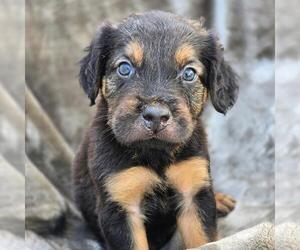 Labrador Retriever-Unknown Mix Dogs for adoption in San Diego, CA, USA