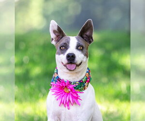 Mutt Dogs for adoption in Unionville, PA, USA