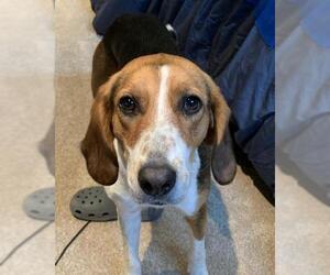 Treeing Walker Coonhound Dogs for adoption in Cedar Rapids, IA, USA