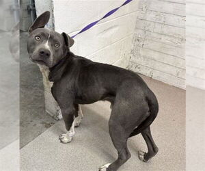 Mutt Dogs for adoption in San Bernardino, CA, USA