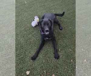 Labrador Retriever-Unknown Mix Dogs for adoption in Elk Grove, CA, USA