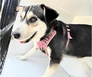 Labsky Dogs for adoption in Houston, TX, USA