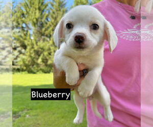 Chihuahua Dogs for adoption in GILBERTS, IL, USA