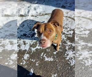 American Pit Bull Terrier Dogs for adoption in Brewster, NY, USA