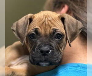 Boxer Dogs for adoption in Salinas, CA, USA
