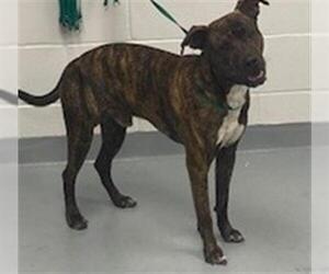 American Pit Bull Terrier Dogs for adoption in St. Cloud, FL, USA