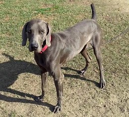 Weimaraner Dogs for adoption in Columbia, LA, USA