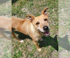Black Mouth Cur-Unknown Mix Dogs for adoption in Williston, FL, USA