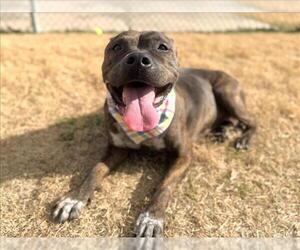 Mutt Dogs for adoption in Tulsa, OK, USA