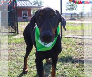 Doberman Pinscher Dogs for adoption in San Antonio, TX, USA