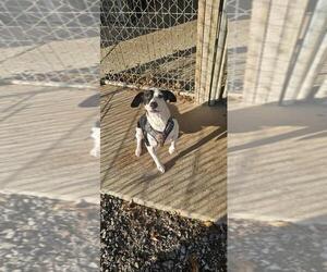Jack Russell Terrier-Unknown Mix Dogs for adoption in DuQuoin, IL, USA