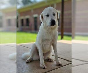 Great Pyrenees Dogs for adoption in Grovetown, GA, USA