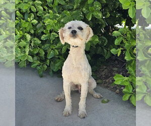 Poodle (Toy)-Unknown Mix Dogs for adoption in Albuquerque, NM, USA