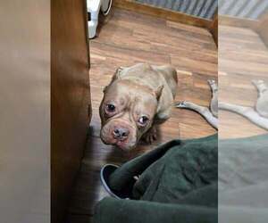 American Pit Bull Terrier-Unknown Mix Dogs for adoption in New York, NY, USA