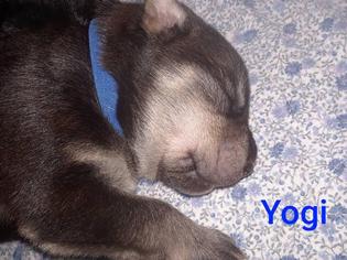 Alaskan Husky-German Shepherd Dog Mix Dogs for adoption in Stephens City, VA, USA