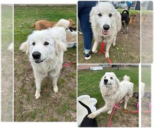 Great Pyrenees-Unknown Mix Dogs for adoption in San Antonio, TX, USA