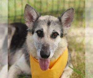 German Shepherd Dog-Unknown Mix Dogs for adoption in San Antonio, TX, USA