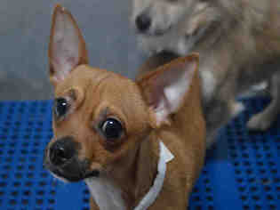 Chihuahua Dogs for adoption in Olathe, KS, USA