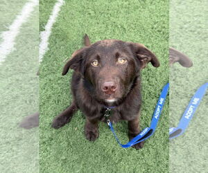 Anatolian Shepherd-Labrador Retriever Mix Dogs for adoption in Omaha, NE, USA