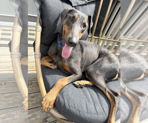 Doberman Pinscher Dogs for adoption in Minneaoplis, MN, USA