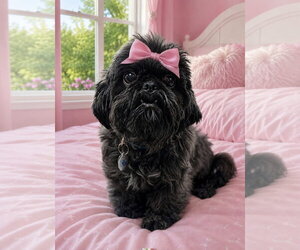 Shih Tzu Dogs for adoption in Bon Carbo, CO, USA