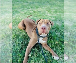 American Staffordshire Terrier-Chinese Shar-Pei Mix Dogs for adoption in Seattle, WA, USA