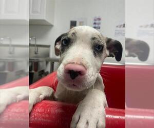 American Pit Bull Terrier-Unknown Mix Dogs for adoption in Bakersfield, CA, USA