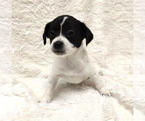 Rat-Cha Dogs for adoption in St. Louis Park, MN, USA