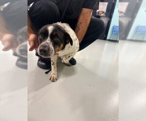 Australian Shepherd-Unknown Mix Dogs for adoption in Temple, TX, USA