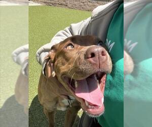 American Pit Bull Terrier Dogs for adoption in Derwood, MD, USA
