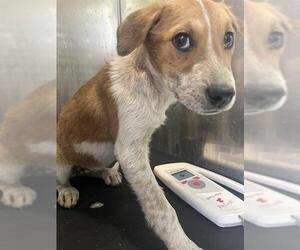 Mutt Dogs for adoption in San Antonio, TX, USA