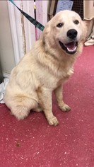 Golden Pyrenees Dogs for adoption in Danbury, CT, USA